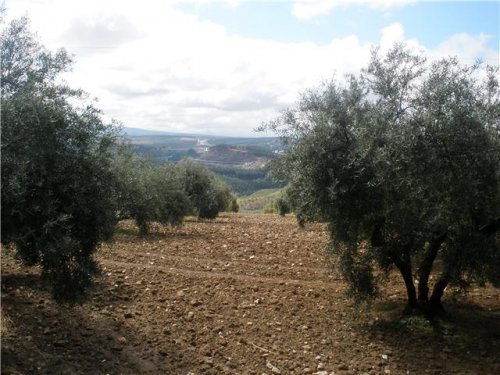 Imagen: Olivos de Benamejí